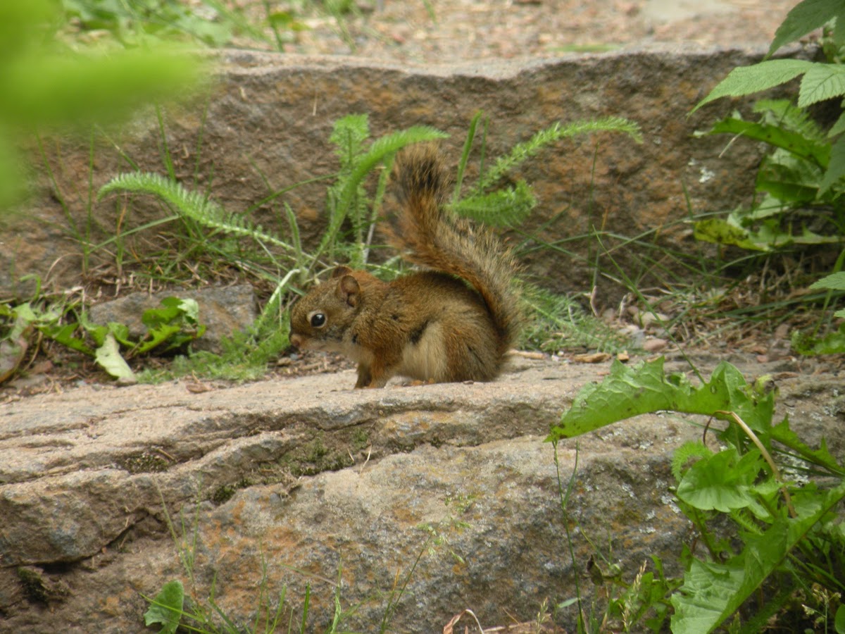 Red (Pine) Squirrel