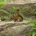 Red (Pine) Squirrel
