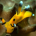 Nudibranch