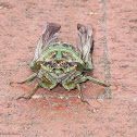 Eastern Scissor(s) Grinder Cicada