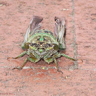 Eastern Scissor(s) Grinder Cicada