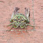 Eastern Scissor(s) Grinder Cicada