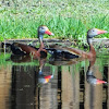 Black-bellied whistling duck