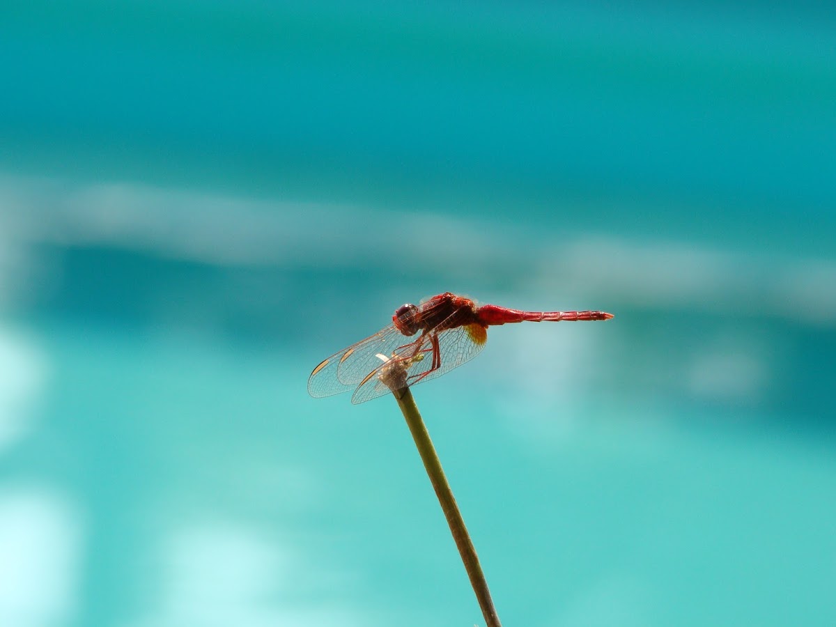 Dragonfly