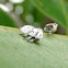 Treehopper inmatures
