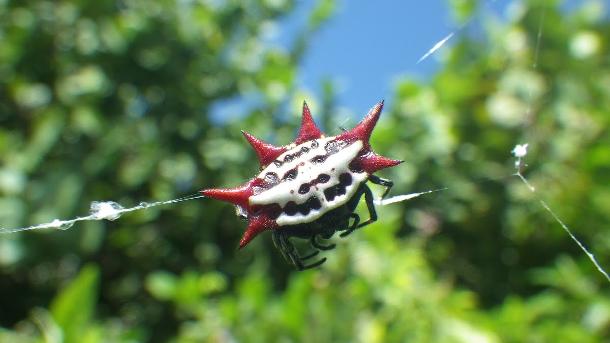 Jewel Spider