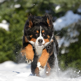by Heidi Emanouel  - Animals - Dogs Running