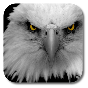 Eagle Live Wallpaper 1.1