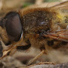 Eristalis pertinax