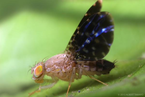 Picture-winged fly | Project Noah