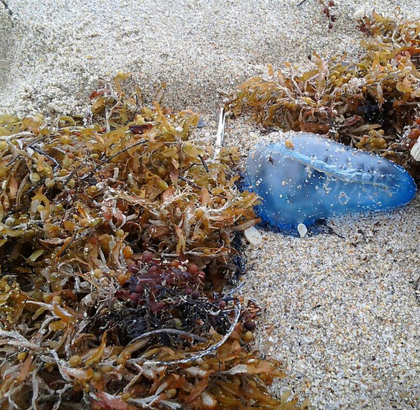 Portuguese Man o'War