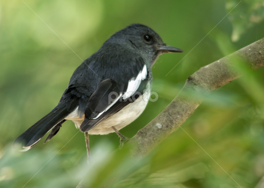 Male Oriental Magpie-Robin  by Sujit Mahapatra - Animals Birds