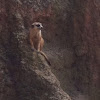 The meerkat