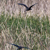 Glossy Ibis; Morito