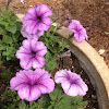 Petunia.  Purple.  Name to come later.