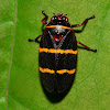 Two-Lined Spittlebug