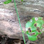 Common Greenbriar