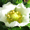 Strawberry blooms