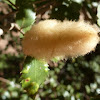 Hairy Gall on Canyon Live oak