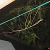 Gaint Stick Insect