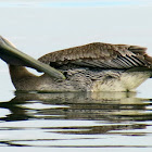 Brown pelican, juvenile