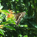 palamedes butterfly