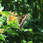 palamedes butterfly