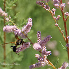 Grass-carrying Wasp