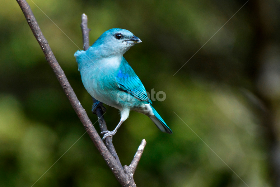 Blue Banana Bird by Manequinho Correia - Animals Birds