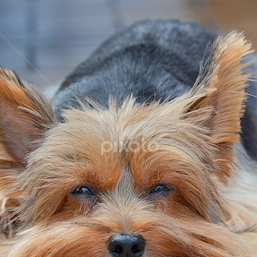 by Tupu Kuismin - Animals - Dogs Portraits