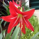 Amaryllis