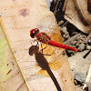 Red Arrow Dragonfly