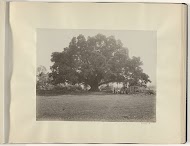 Mensen onder een grote boom