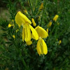 Genista. Dyer’s Greenweed