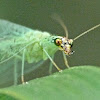 Golden-eyed green lacewing