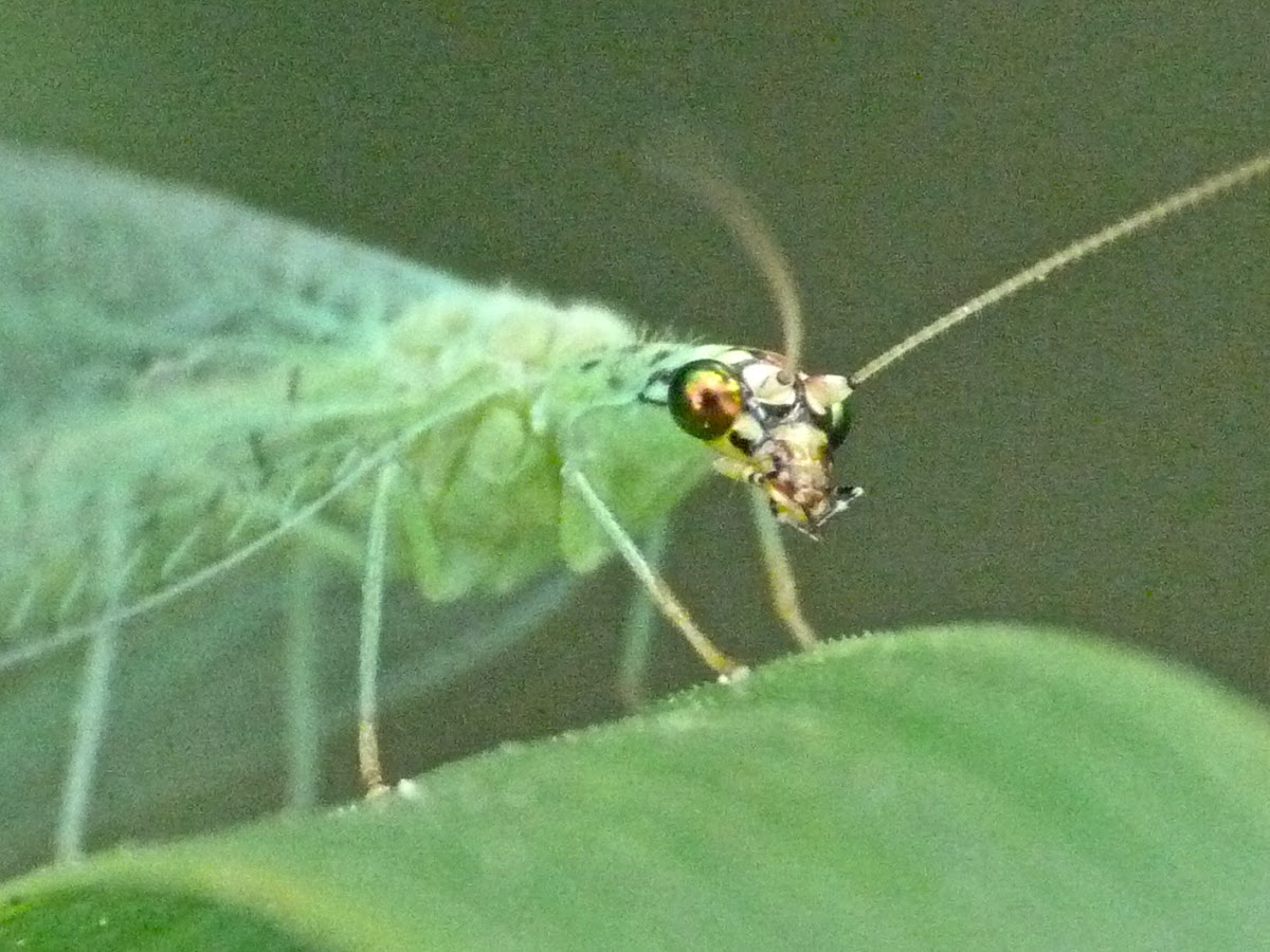 Golden-eyed green lacewing