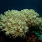 Pulse Xenia Coral