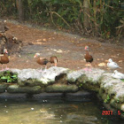 Black-bellied Whistling Duck