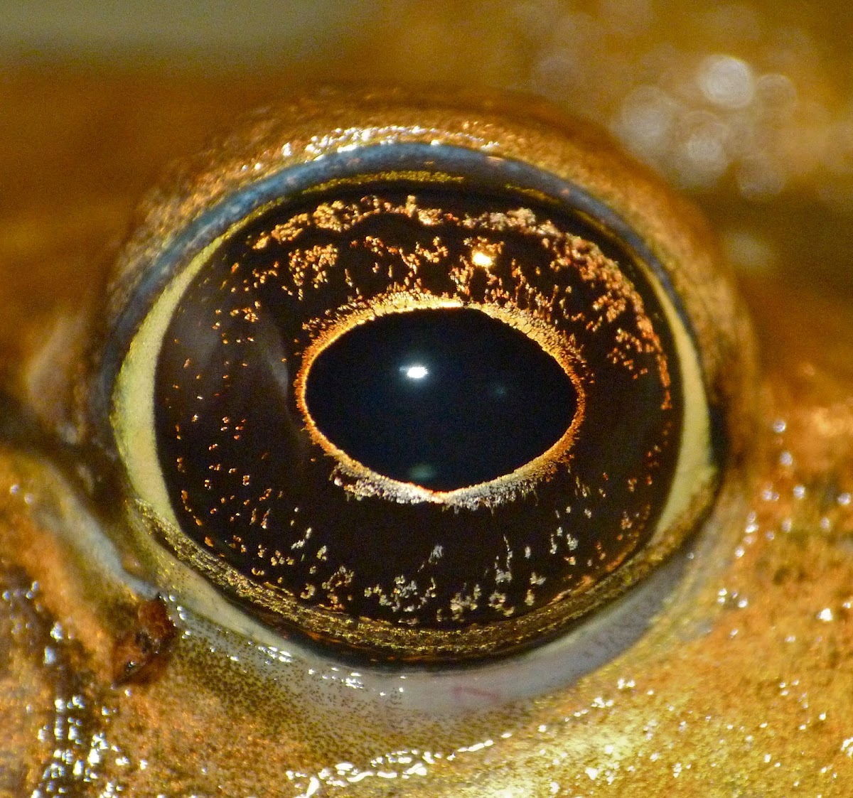 Green frog (male)
