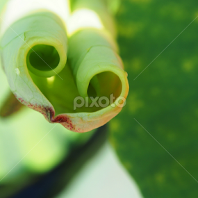 Leaf by 思远 郭 - Nature Up Close Leaves & Grasses