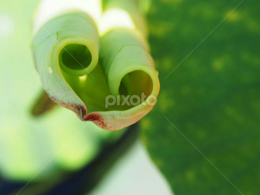Leaf by 思远 郭 - Nature Up Close Leaves & Grasses