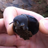 Brown ground snail