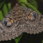 Owl Moth