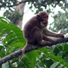 Indian Rhesus Macaque