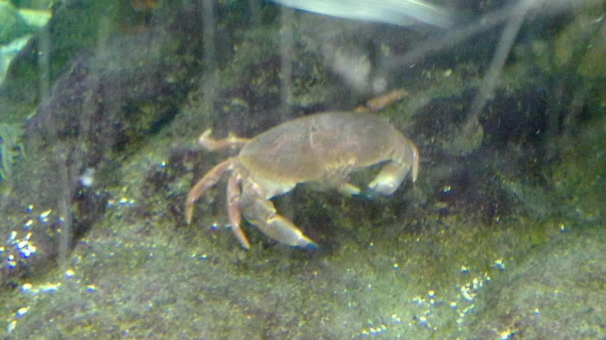 Boi de mar (gl), Buey de mar (es), edible crab or brown crab (uk)