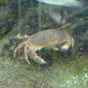 Boi de mar (gl), Buey de mar (es), edible crab or brown crab (uk)