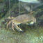 Boi de mar (gl), Buey de mar (es), edible crab or brown crab (uk)