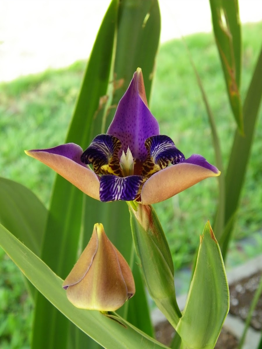 Giant Iris