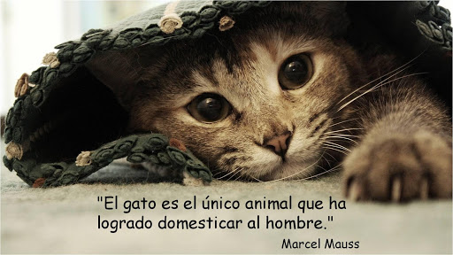 Gatos frases y fondos.