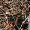 Western Leopard Toad